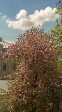 Hiçbir insan doğada güzellik çiçeklenme dış ağaç mimari büyüme bulut gökyüzü inşa yapısı çiçek gün bina bitki