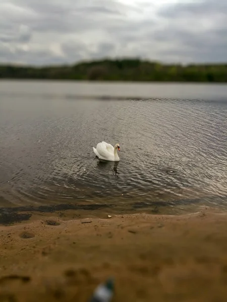 water themes bird Animals in Wild vertebrate one animal wildlife lake day no people cloud sky Swimming Nature swan