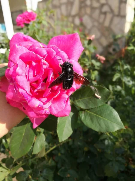 Fleurs Végétales Beauté Florale Dans Nature Feuille Partie Pétale Fraîcheur — Photo