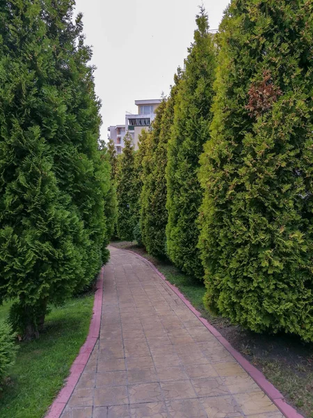 Crecimiento Las Plantas Color Verde Árbol Dirección Del Sendero People — Foto de Stock