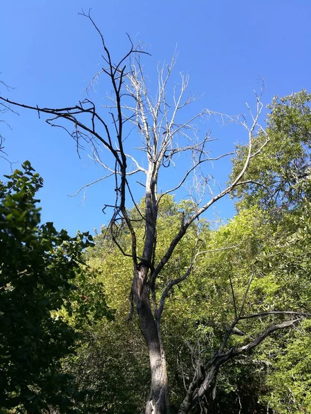 Arbre Plante Ciel Branche Aucun Peuple Jour Croissance Beauté Dans — Photo