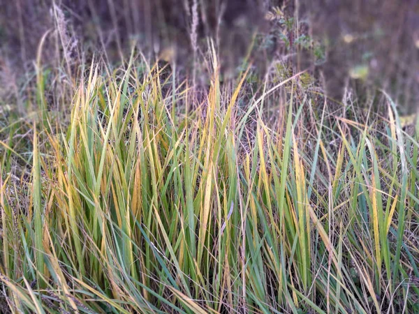 Crecimiento Planta Belleza Naturaleza Tranquilidad Hierba Tierra People Day Close — Foto de Stock