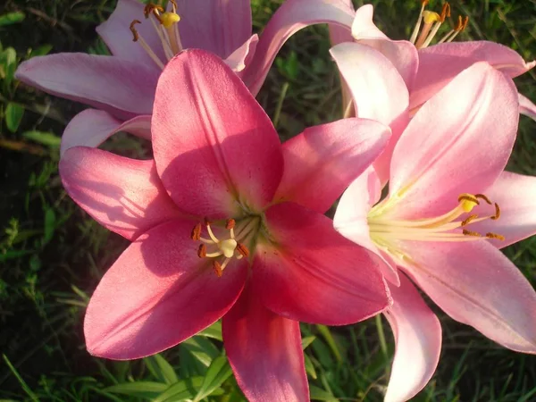 Çiçekli bitki çiçek petal güvenlik açığı kırılganlık tazelik güzellik doğa yakın çekim büyüme önümüzdeki baş pembe