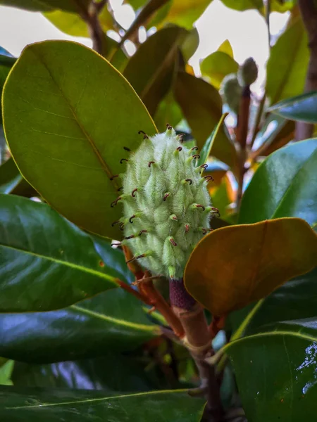 Growth Green color Plant part leaf close-up no people day fruit Food and Drink healthy eating Freshness beauty in Nature