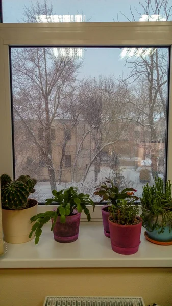 Plant Boom Groei Geen Mensen Natuur Ingegoten Venster Binnenshuis Dag — Stockfoto