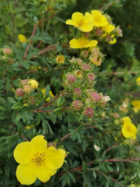 çiçek sarı güvenlik açığı tazelik büyüme kırılganlık güzellik doğa petal önümüzdeki yakın çekim kafa gün içinde hiçbir insan bitki.