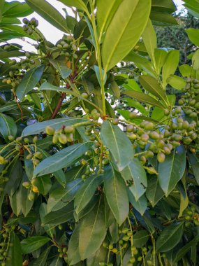 Bitki bölümü büyüme yeşil rengi gıda yaprak ve meyve güzellik doğa sağlıklı beslenme tazelik yok insanlar yakın çekim içecek.
