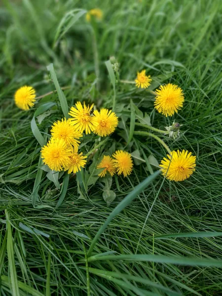 Цветущие Растения Свежесть Желтая Красота Природе Хрупкость Рост Уязвимость Головы — стоковое фото