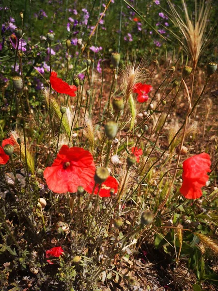 Red flower plant Growth beauty in Nature Freshness petal Land fragility vulnerability no people poppy close-up