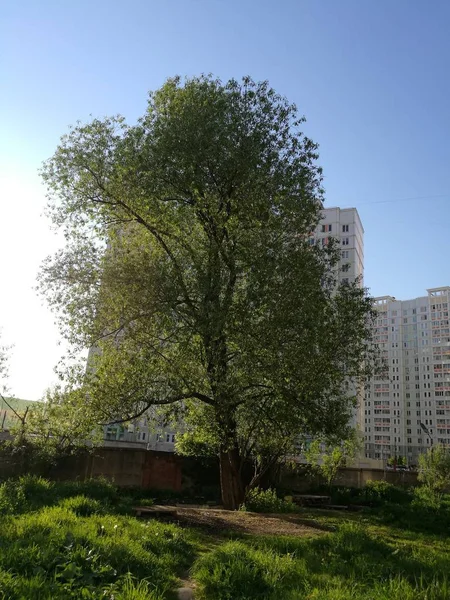 植物の木建築構造スカイビル外装自然ない人々 晴れた日に屋外市草の成長 — ストック写真