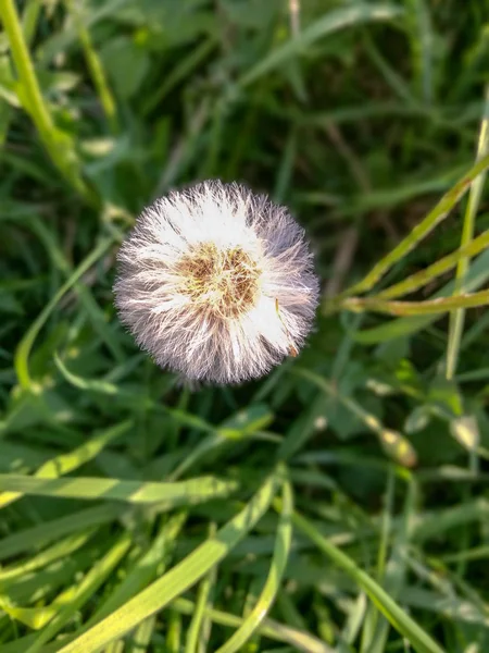 Plant Growth flower Freshness Flowering beauty in Nature fragility close-up vulnerability dandelion no people