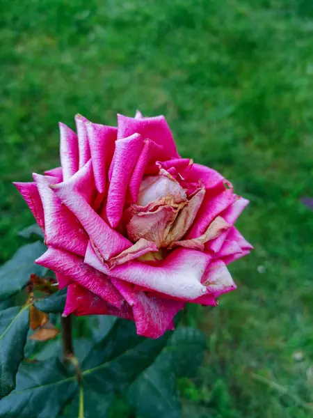 开花植物花脆弱脆弱花瓣美自然新鲜的粉红色花序生长特写 — 图库照片