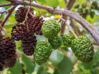 Büyüme yakın çekim odak tutulur ağaç yeşil renk gıda bitki ve şube gün yok insanlar güzellik doğa meyve içki.