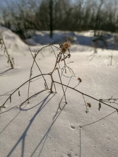 Rostlina Dne Žádní Lidé Strom Země Studené Teploty Zimního Slunce — Stock fotografie