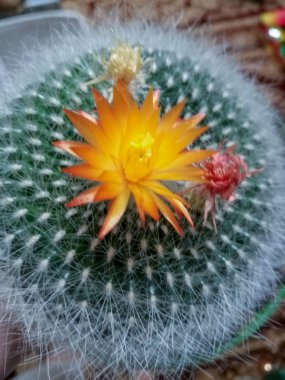  çiçek çiçekli bitki kırılganlık güzellik doğa tazelik güvenlik açığı yakın çekim önümüzdeki baş petal büyüme