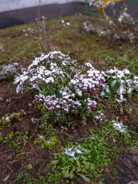 Växten Blommar Floradagen Inga Människor Fältet Skönhet Naturen Tillväxt Friskhet — Stockfoto