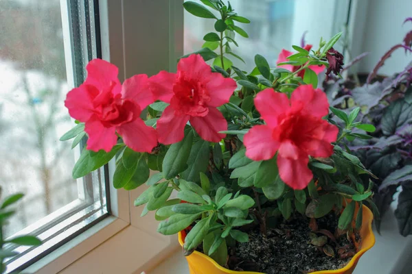  Çiçek çiçeklenme tazelik güzellik doğa güvenlik açığı penceresini büyüme kırılganlık içinde insanlar petal yakın çekim başsız bitki.