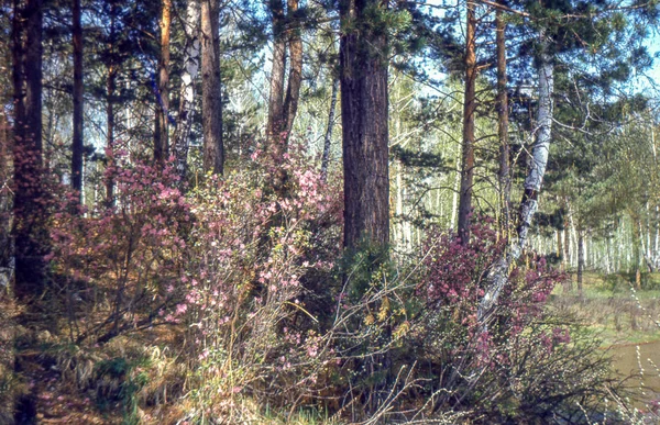Drzewo Roślina Lasu Ziemi Cisza Wzrostu Piękno Bagażniku Dzień Lasu — Zdjęcie stockowe