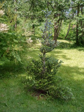 Ağaç yeşil renk büyüme huzur çim güzellik doğada hiçbir insan gür yapraklar toprak sakin sahne bakış gün bitki.