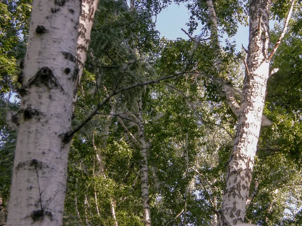 Pnia Drzewa Roślina Wzrost Niski Kąt Widzenia Lesie Nie Ludzi — Zdjęcie stockowe