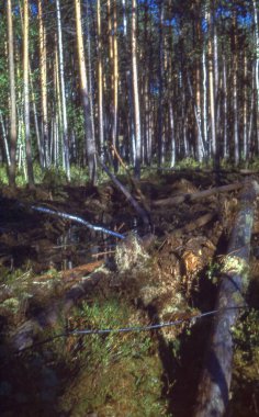 Hiçbir insan büyüme huzur gövde açık havada bakış güzellik doğa kentsel sigara sahnesinde orman bitki kara gün ağaç