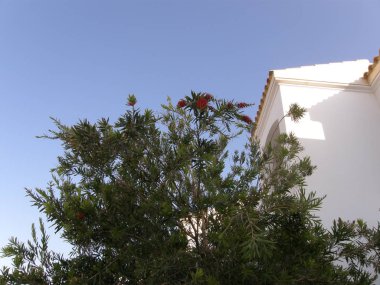 gökyüzü bitki ağaç düşük açılı görünümü açık inşa yapısı büyüme Mimarlık doğa bina dış mavi insanlar günü yok