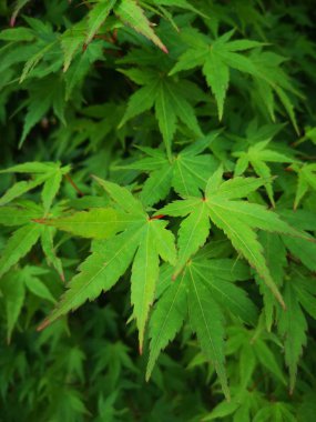 yaprak bitki kısmı yeşil renk büyüme esrar bitkisel kenevir yakın çekim sağlık ve tıp güzellik doğada hiçbir insan