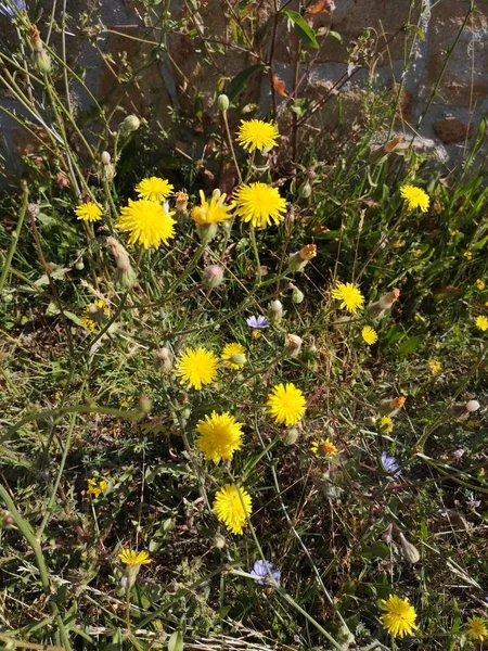 çiçek bitki sarı kırılganlık tazelik güvenlik açığı güzellik doğa büyüme yakın çekim içinde insanların kafası arazi