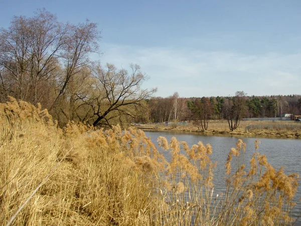 Plant Tree sky water scenics day beauty in Nature no people tranquil scene lake Land Growth environment cloud landscape