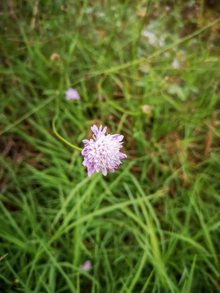 Çiçekli bitki çiçek tazelik güvenlik açığı kırılganlık büyüme güzellik doğa yeşil renk alan kara gün yakın çekim