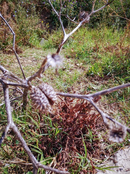 Planta Árvore Terra Não Pessoas Dia Natureza Cerca Florestal Proteção — Fotografia de Stock