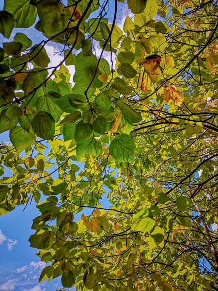 Ağaç bitki bölümü yaprak büyüme yeşil renk düşük açılı görünümü şube güzellik doğa günde yok insanlar huzur açık havada 