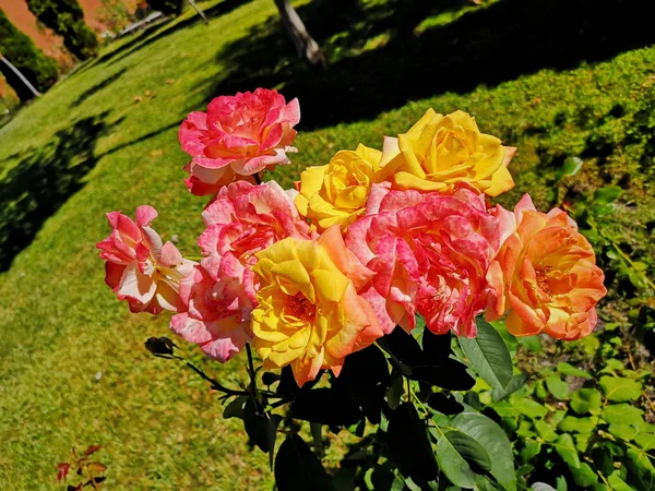 自然脆弱性花弁花房成長鮮度ヘッドのクローズ アップ ピンクの草花花のもろさ美しさ — ストック写真