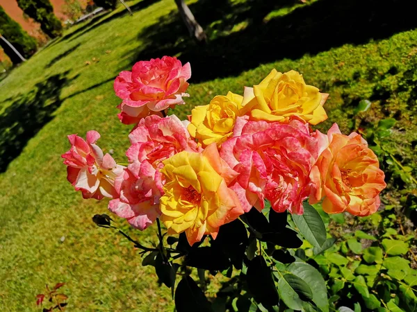 Bloeiende Plant Bloem Kwetsbaarheid Schoonheid Natuur Beveiligingslek Petal Bloeiwijze Groei — Stockfoto