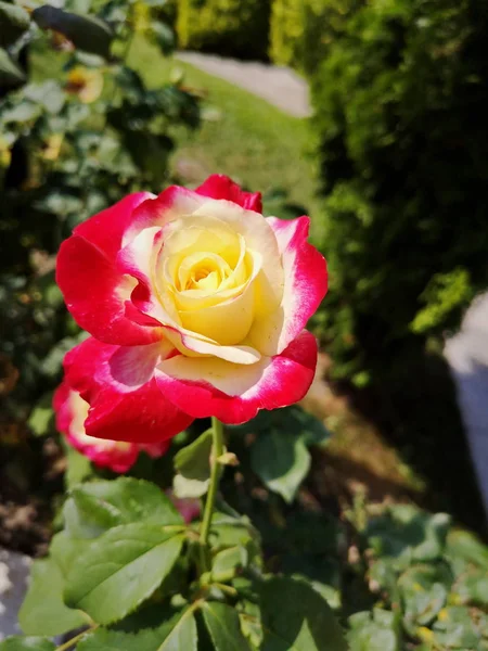 バラの開花植物の自然脆弱性花弁脆弱性花房頭鮮度クローズ アップ成長の美しさ — ストック写真