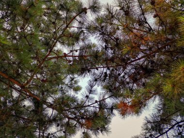 Ağaç bitki büyüme düşük açılı görünümü huzur yok insanlar güzellik çerçevede doğa gökyüzü gün orman arazi tam açık havada şube 