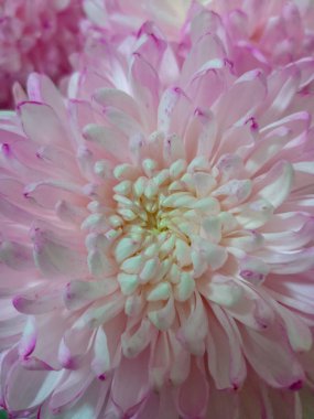 pembe renk güvenlik açığı kırılganlık çiçek çiçekli bitki yakın çekim yaprağı doğa önümüzdeki tazelik baş güzellik 