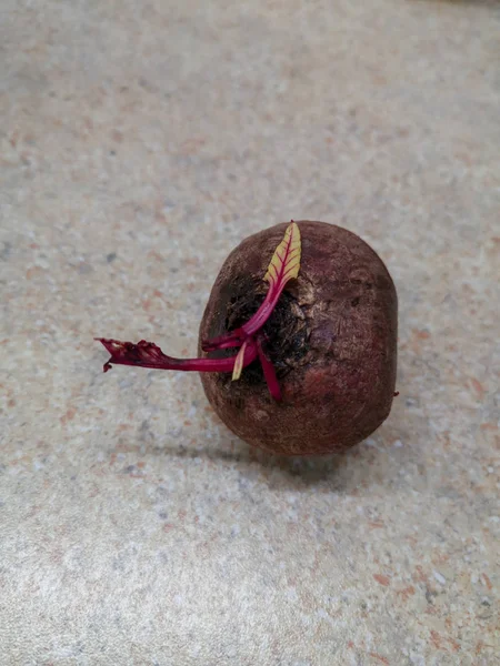 Yiyecek ve içecek natürmort sağlıklı beslenme welness yakın çekim tazelik hiçbir insan tek nesne meyve yüksek açı görüntülemek 