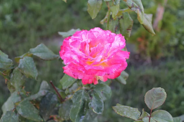 Close Van Een Bloeiende Rosebud Helder Roze Heterogene Kleur Een — Stockfoto