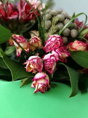 Çalı gül çiçek yeşil arka plan üzerinde solmaya yakın çekim