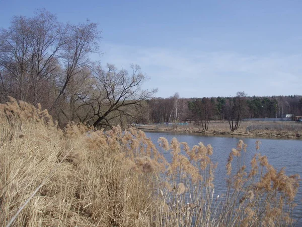 Mavi gökyüzü ve Nehri çıplak ağaçlar arka plan üzerinde kabarık sarı kuru çiçekler