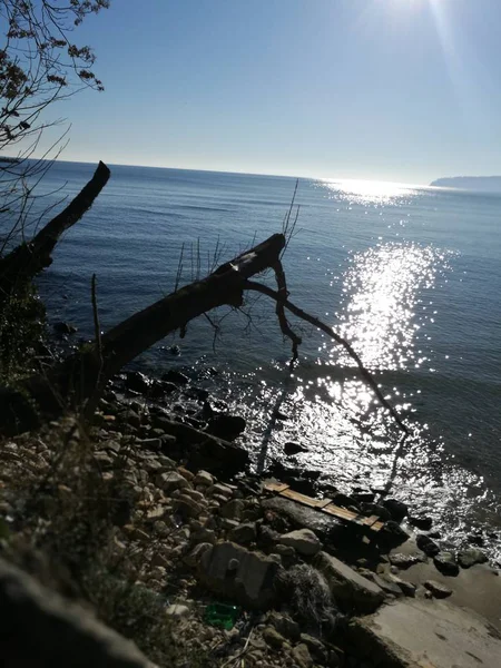 Des Branches Arbres Secs Descendues Dans Mer Sur Sentier Ensoleillé — Photo