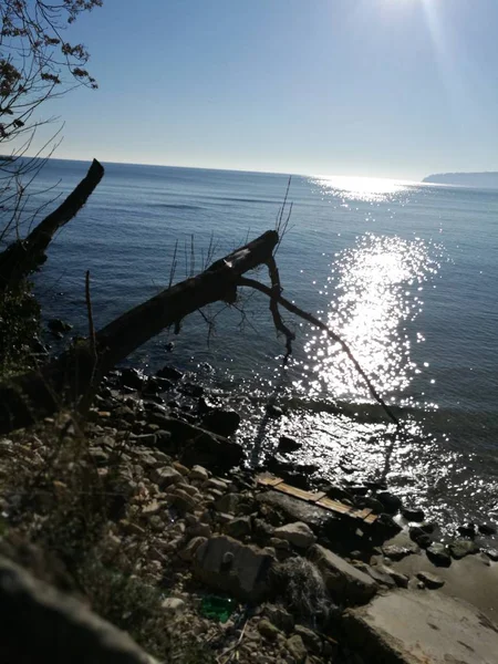 Güneşli yolu üzerinde taş shore yapışkanlık dışarı kuru ağaçlar ve mavi deniz sakin yüzeyi