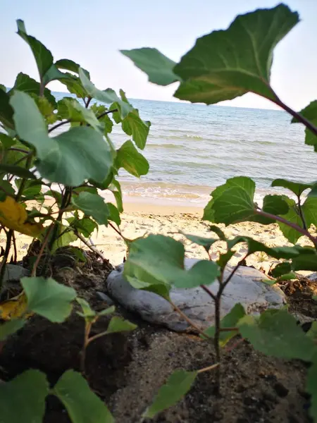 Vue Mer Avec Des Vagues Traversant Les Plantes Vertes Des — Photo