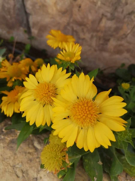 Yakın - up taştan bir duvar arka plan üzerinde kabarık yürekleri iki sarı çiçek
