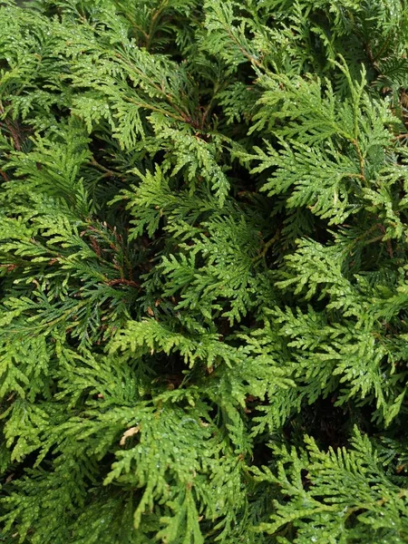 Yakın - up dalları ve yaprakları yağmur damlaları üzerlerinde yeşil ağaçlar