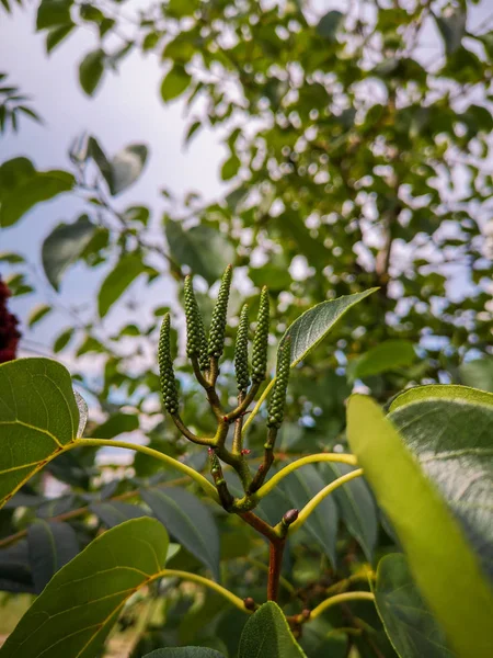 Tohumu ilk ağaç yaprakları arka plan üzerinde ince keskin yeşil Close-Up konisi