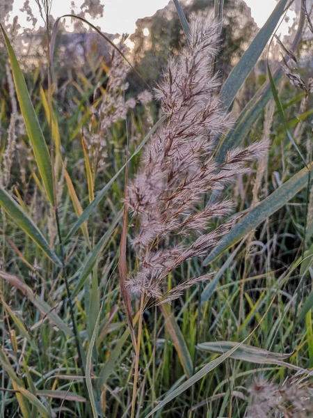 Fluffy Autumn Dry Twig Seeds Background Yellowing Grass Golden Rays — Stock Photo, Image