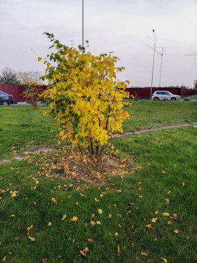 Sarı-yeşil Bush bir metal çit ve araçların arka plan üzerinde yeşil bir flowerbed ortasında