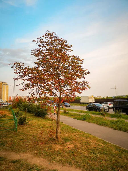 Şehrin ortasında solmuş çimenlerin üzerinde mavi gökyüzüne karşı sarı yaprakları ile yalnız bir sonbahar ağaç